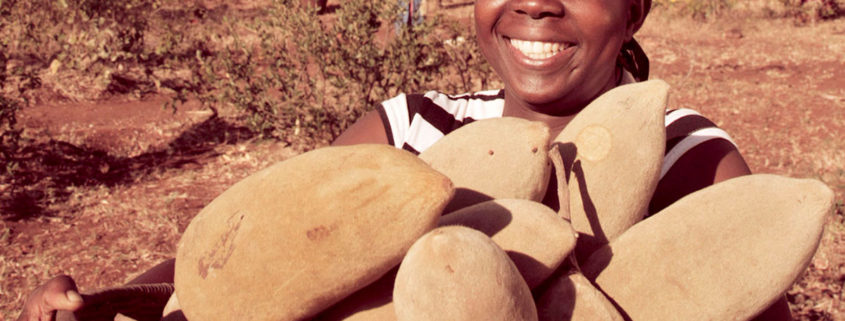 Baobab superfruit gains traction for digestive health and sports nutrition