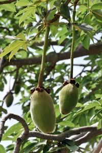 baobab fruits 