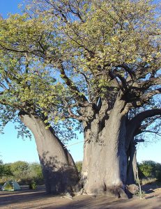 South African Baobab Tree