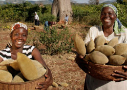 Reuters: 'Superfood' craze makes big business of Africa's baobab