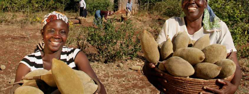 Reuters: 'Superfood' craze makes big business of Africa's baobab